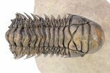 Flying Crotalocephalina Trilobite - Lghaft , Morocco #251043-4